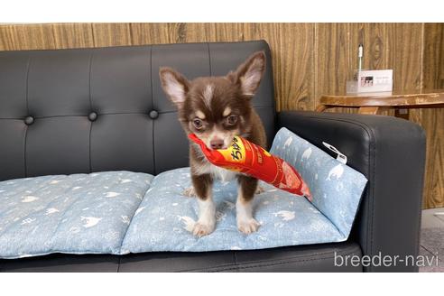 成約済の兵庫県のチワワ(ロングコート)-183481の9枚目